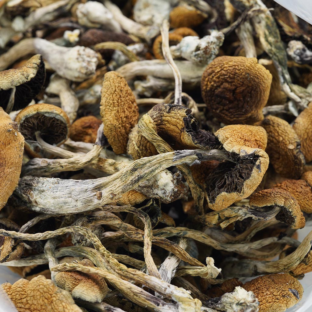 Magic Mushrooms Magic Mushrooms