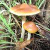 Psilocybin mushrooms
